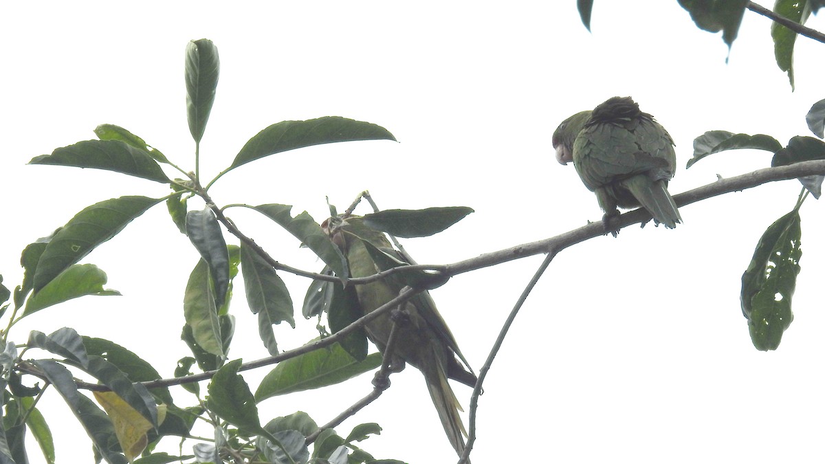 Scarlet-fronted Parakeet - ML479877421