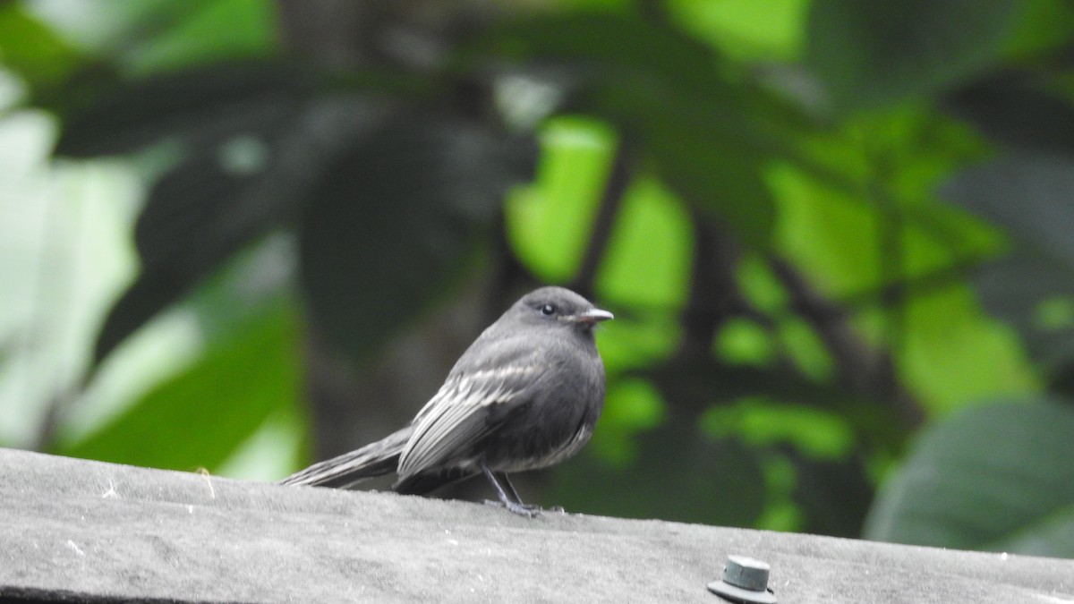 Black Phoebe - ML479877691
