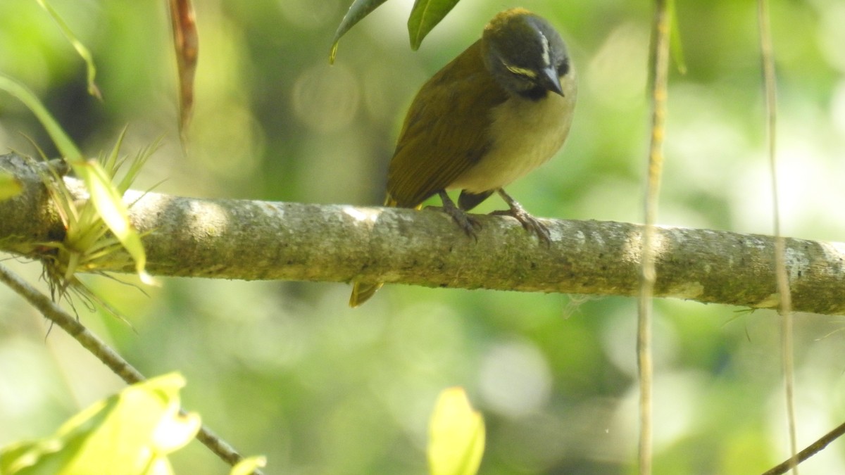 Buff-throated Saltator - ML479877791