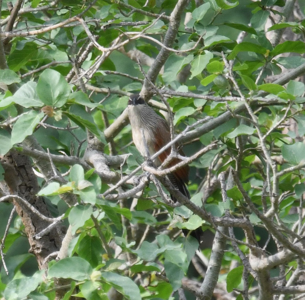 White-browed Coucal (White-browed) - ML479877811