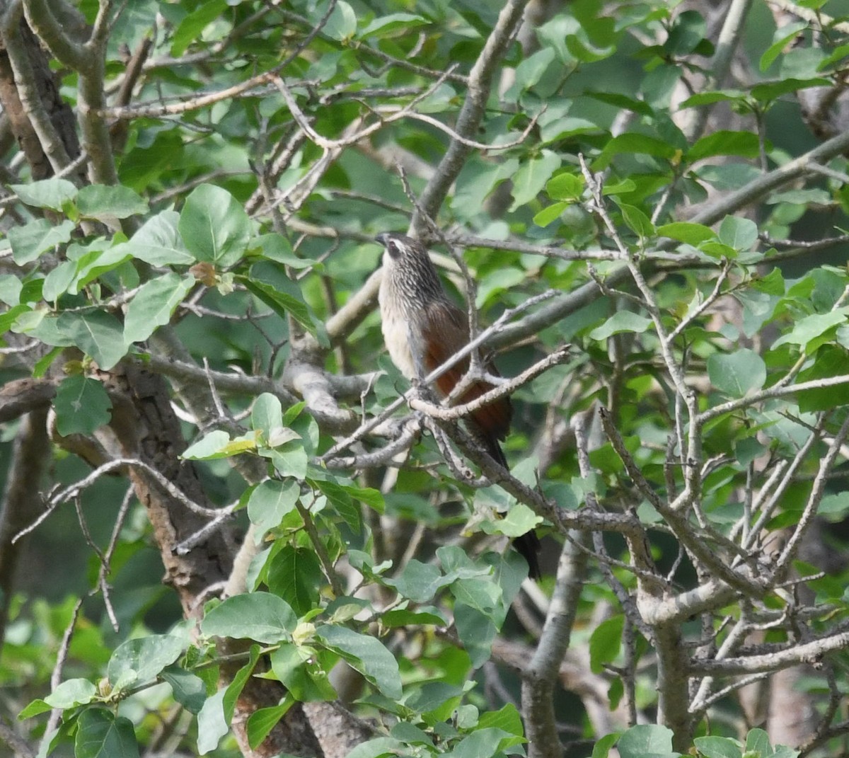 White-browed Coucal (White-browed) - ML479877831