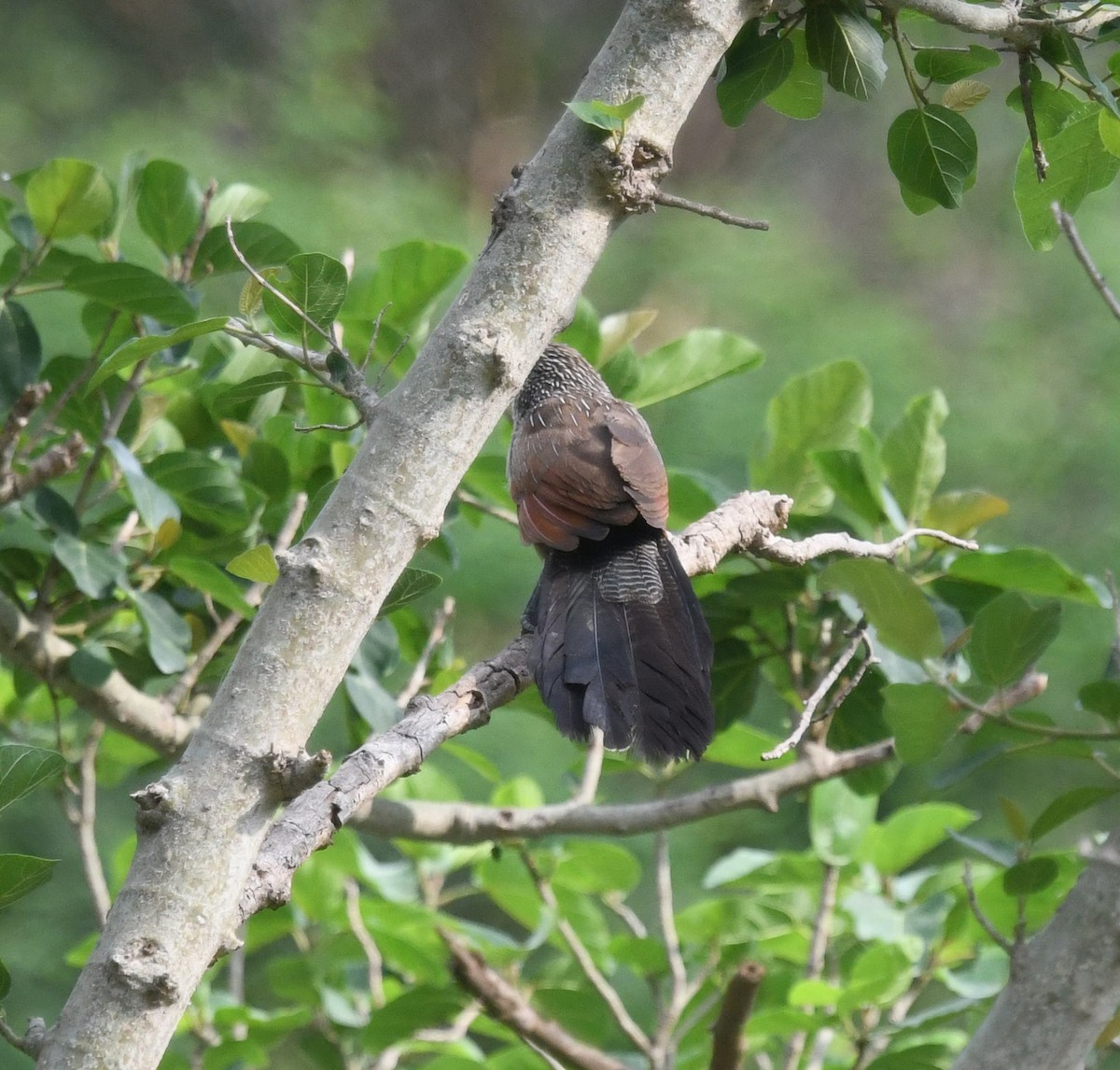 White-browed Coucal (White-browed) - ML479877841