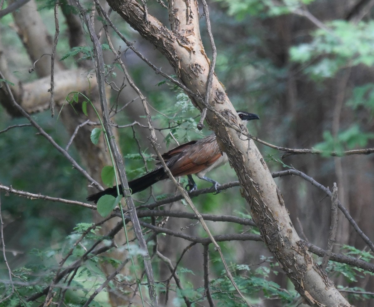 White-browed Coucal (White-browed) - ML479877871