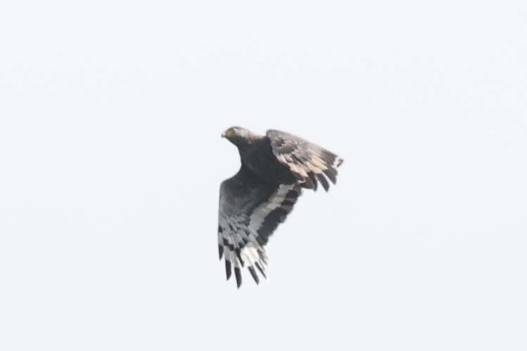 Crested Serpent-Eagle - ML479878571