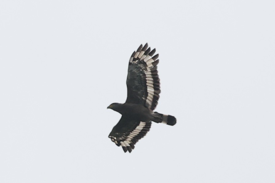 Crested Serpent-Eagle - ML479878581
