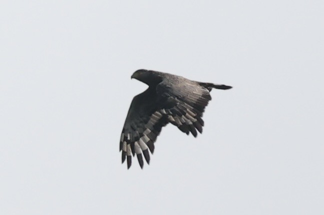 Crested Serpent-Eagle - ML479878591