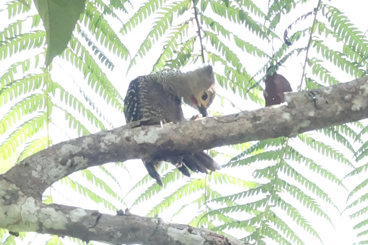 Buff-rumped Woodpecker - ML479879191