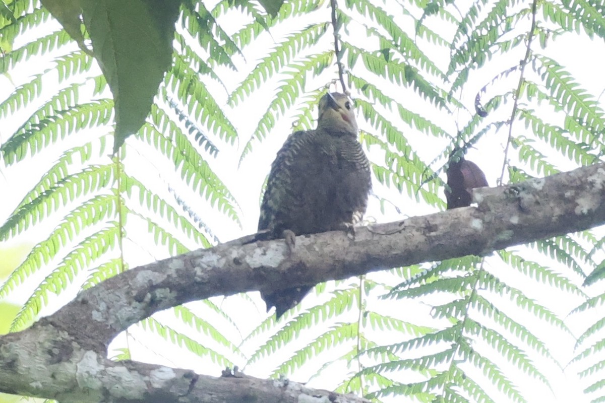 Buff-rumped Woodpecker - ML479879221