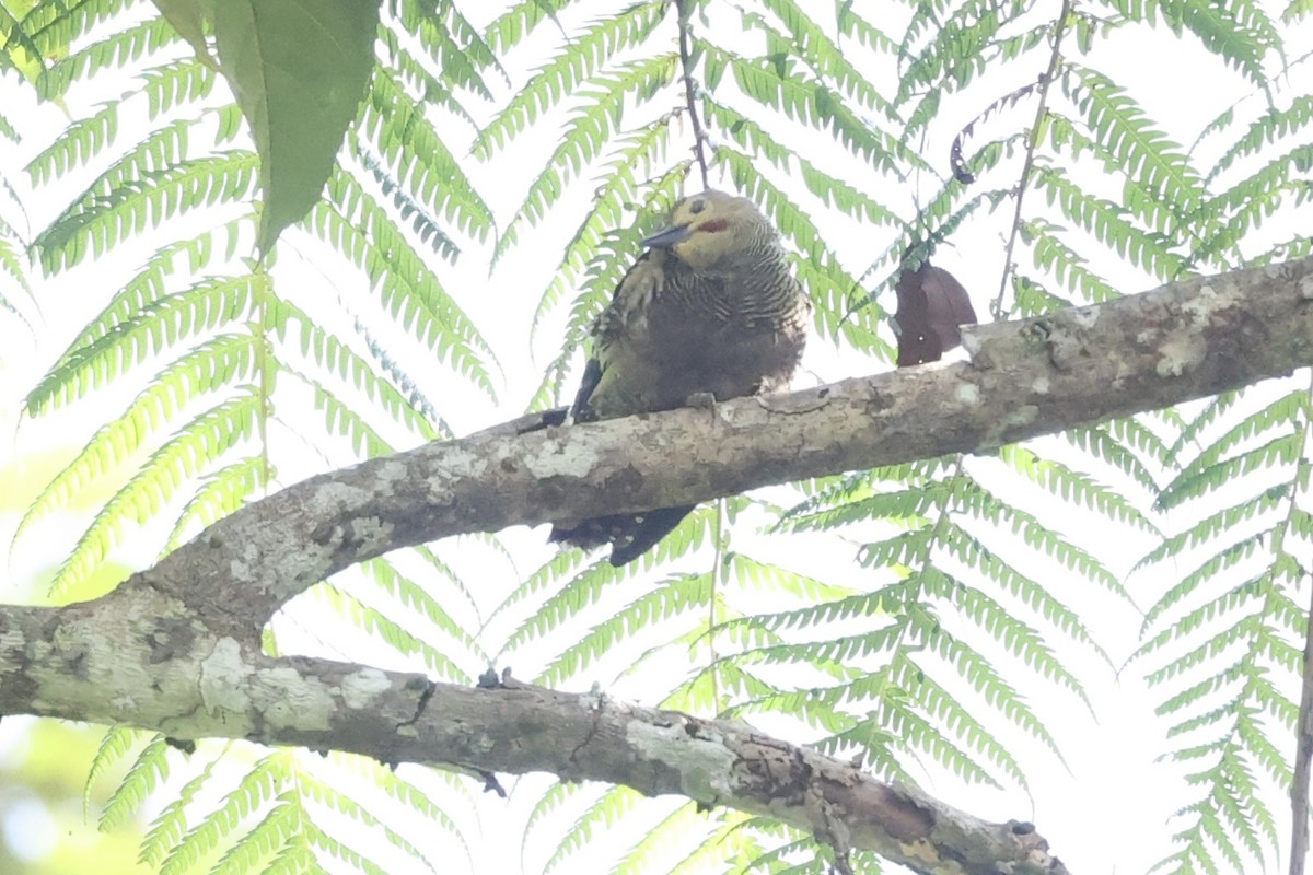 Buff-rumped Woodpecker - ML479879231