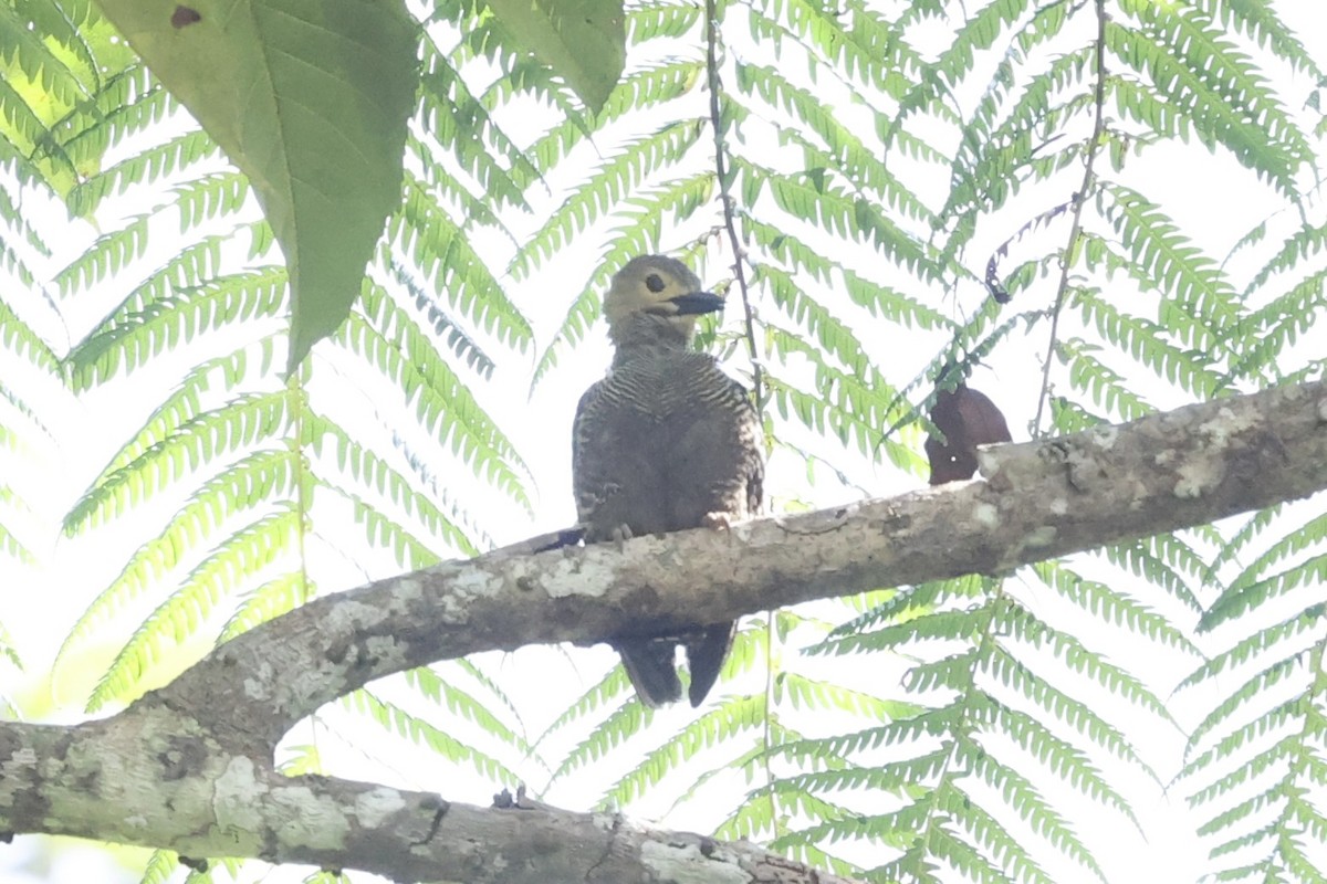 Buff-rumped Woodpecker - ML479879261