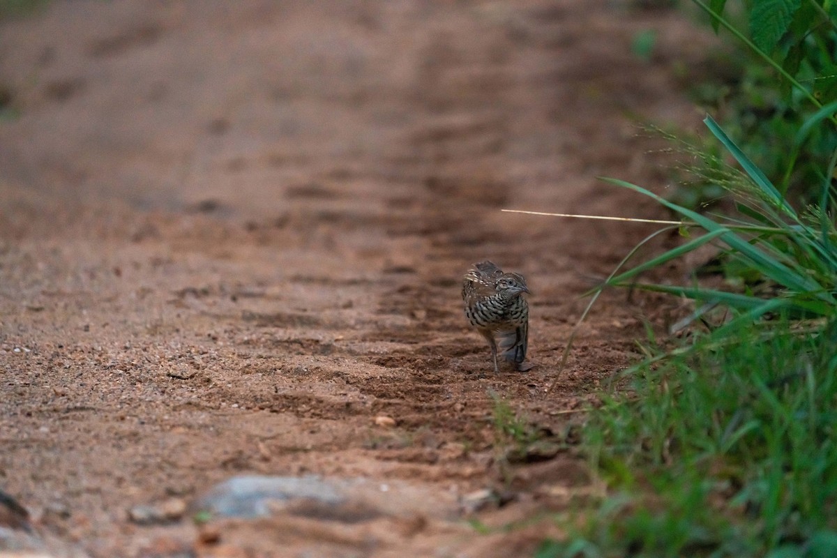 Barred Buttonquail - Rama Aadhithan