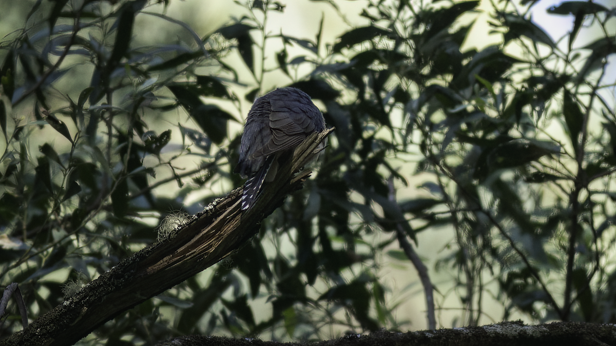 Fan-tailed Cuckoo - ML479882221