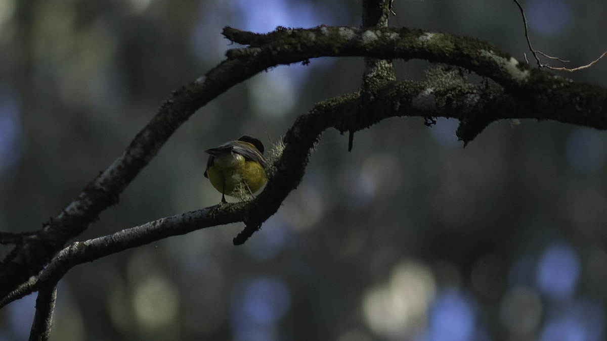 Golden Whistler - ML479882321