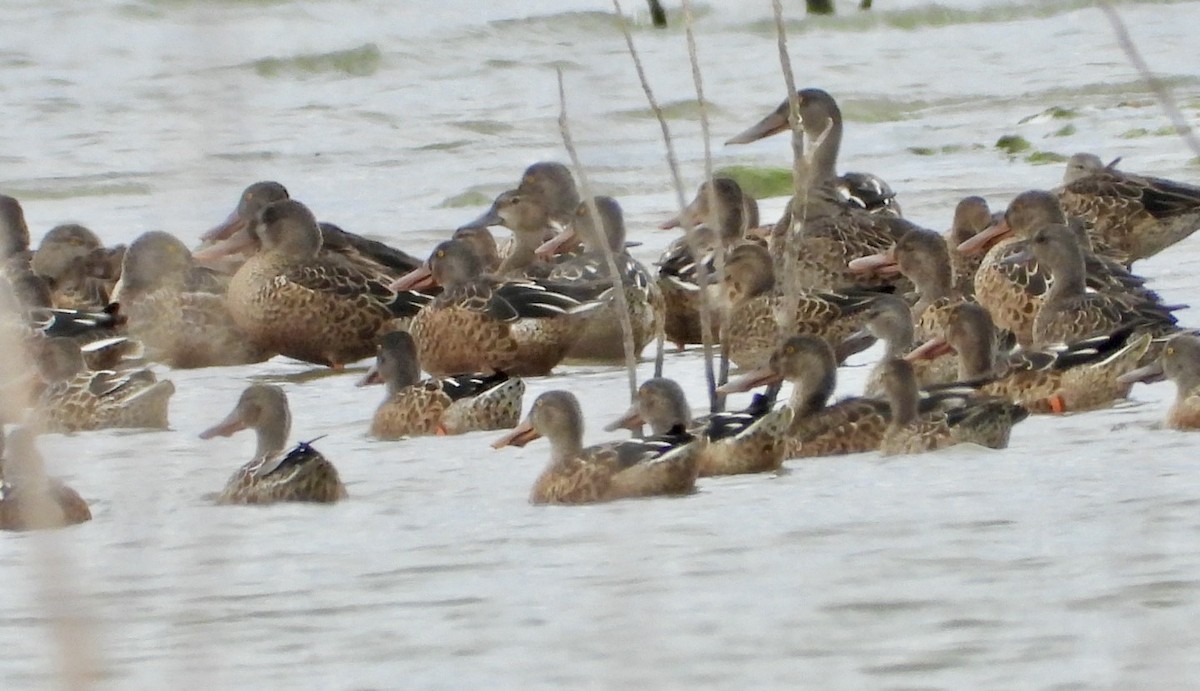 Northern Shoveler - ML479882601