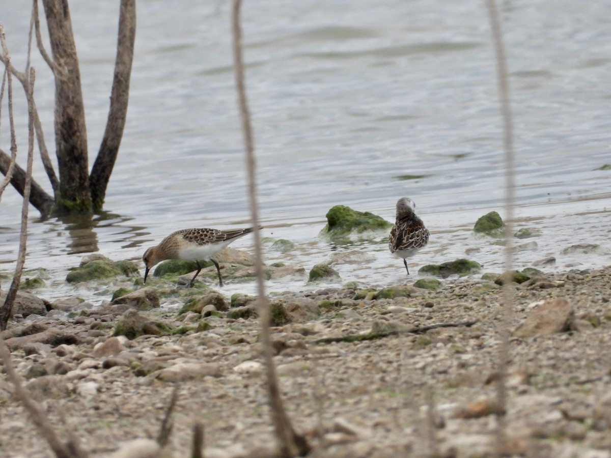 Baird's Sandpiper - ML479882741