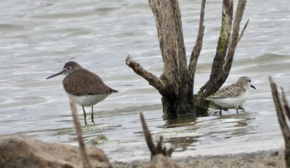 Solitary Sandpiper - ML479883041