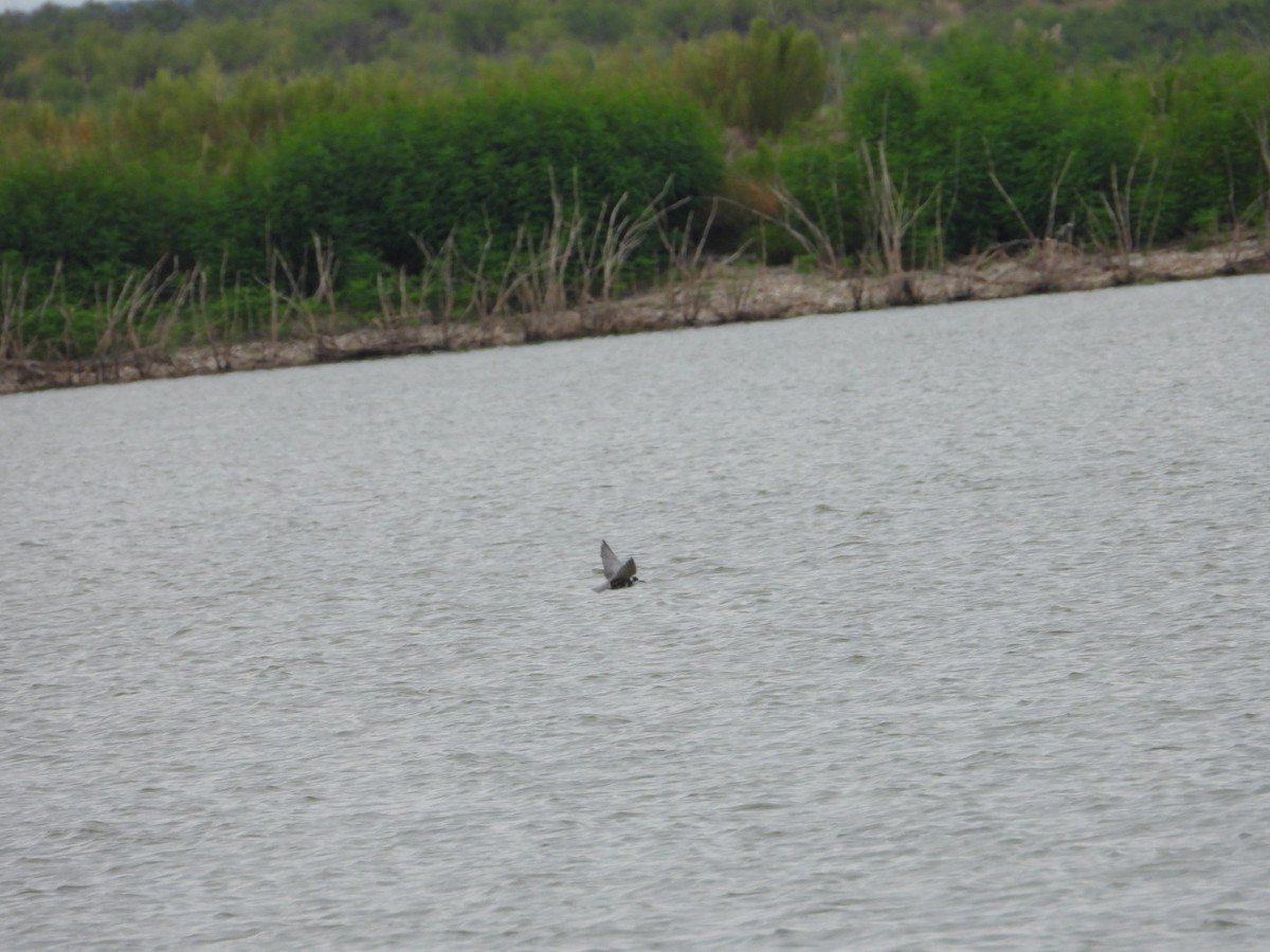 Black Tern - ML479883131