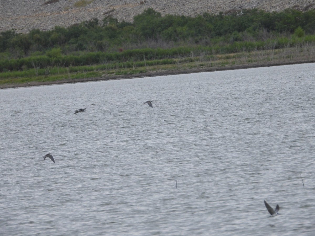 Black Tern - ML479883141