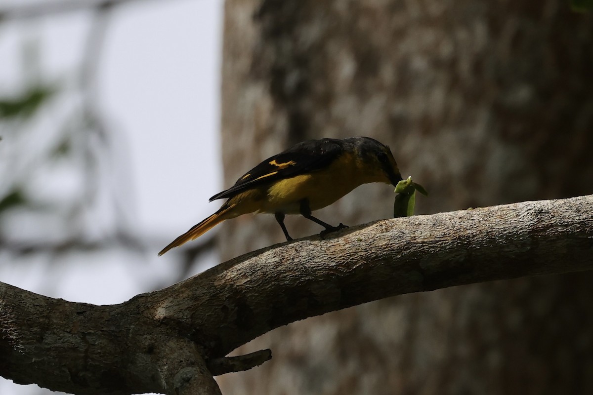 Minivet écarlate - ML479883261