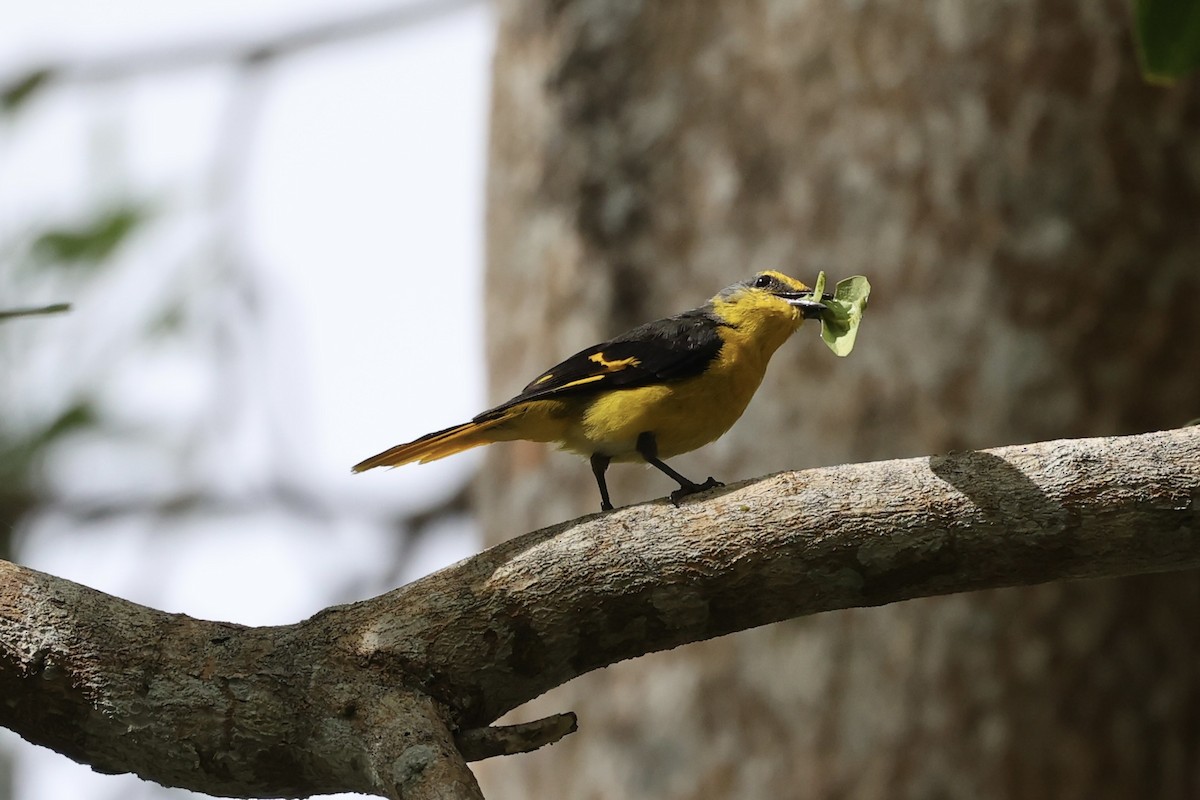 Minivet écarlate - ML479883281