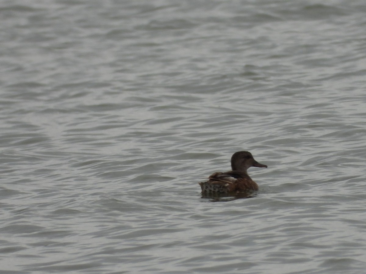 Gadwall - Christopher Daniels