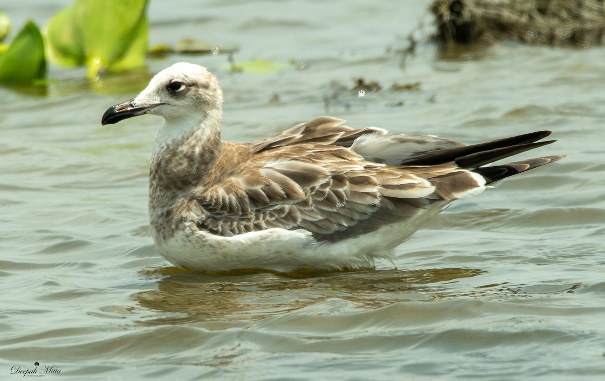 Pallas's Gull - ML479883691