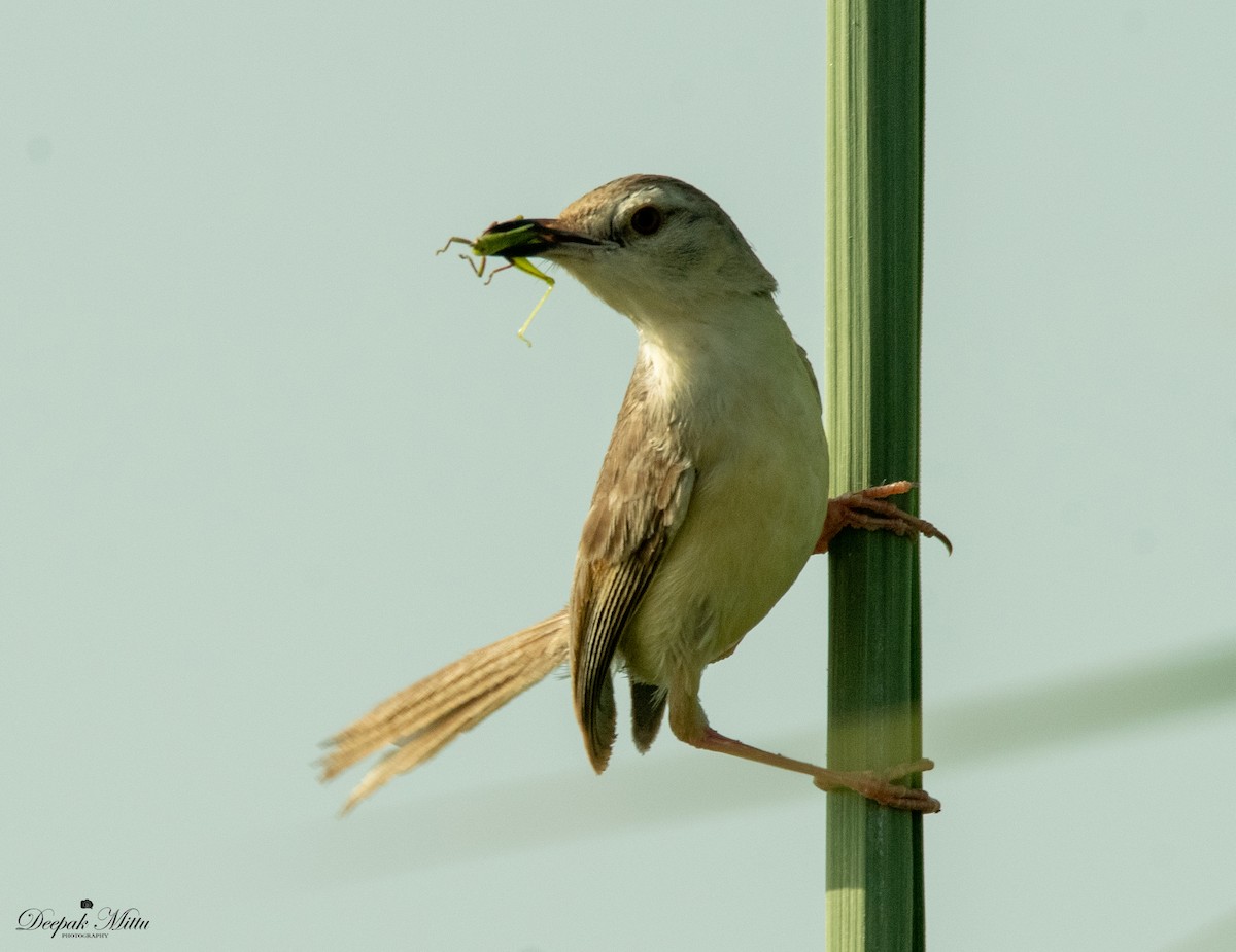 Plain Prinia - ML479883821