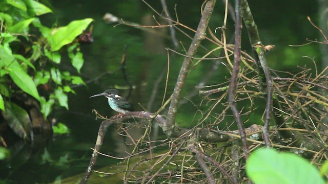 Martin-pêcheur péninsulaire - ML479884