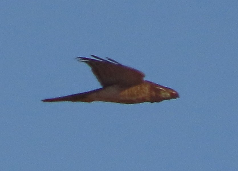 spurvehauk - ML479885111
