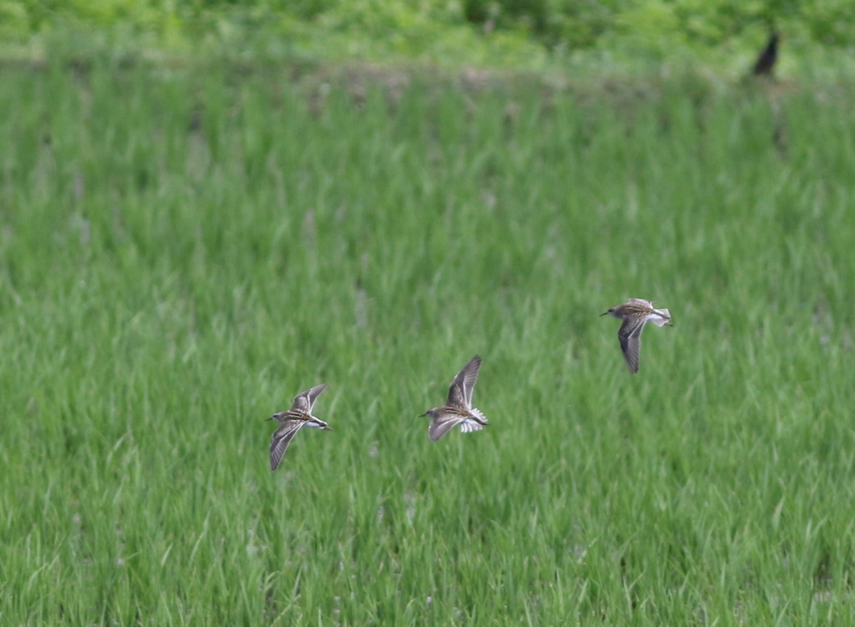 長趾濱鷸 - ML479885381