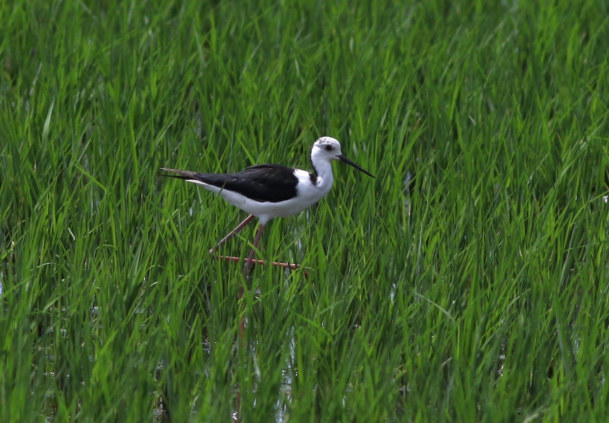 Black-winged Stilt - ML479885641