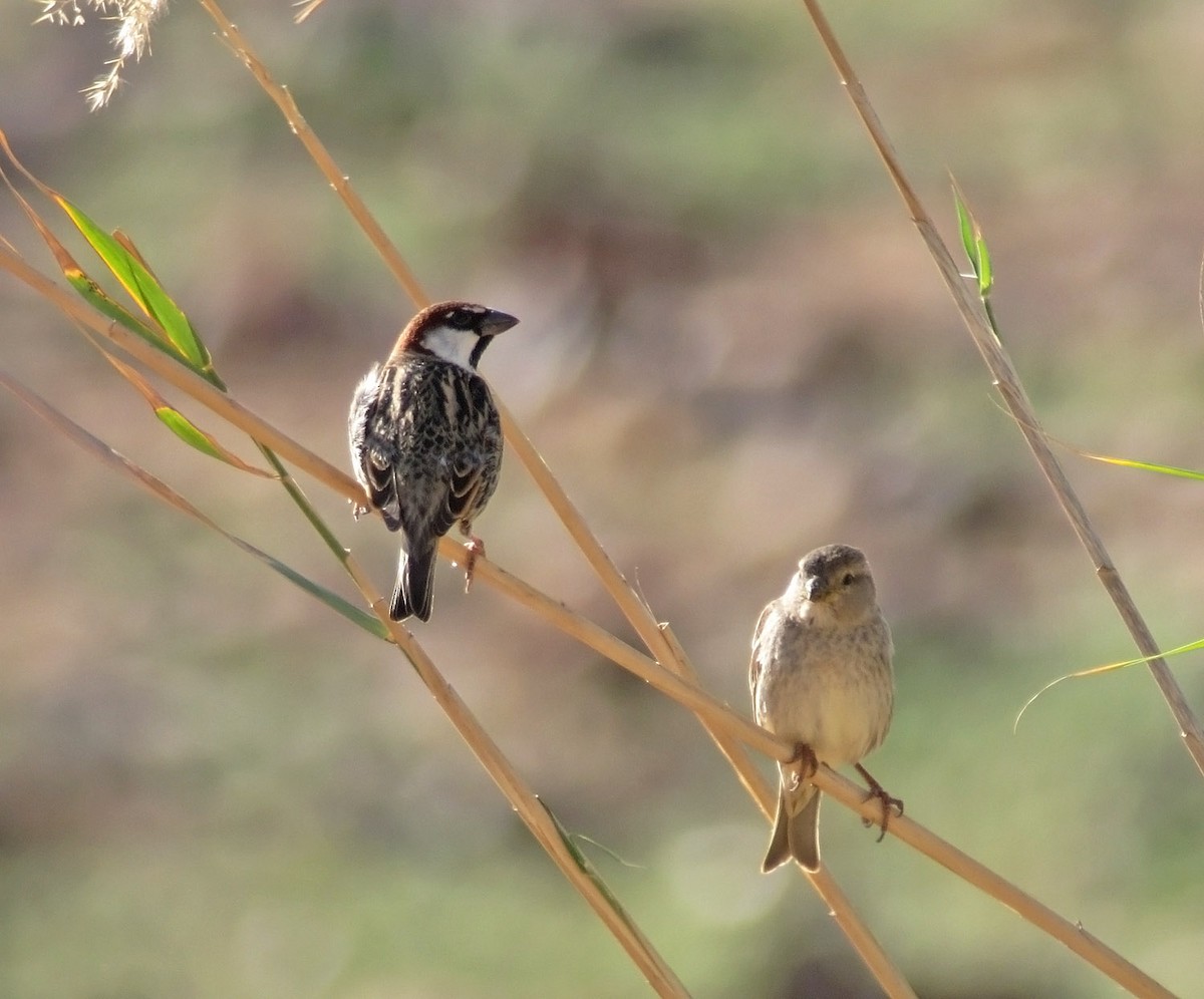 Spanish Sparrow - ML479886541