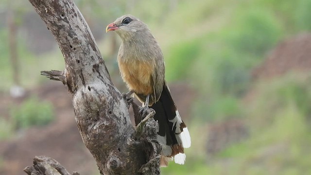 Sirkeer Malkoha - ML479888761