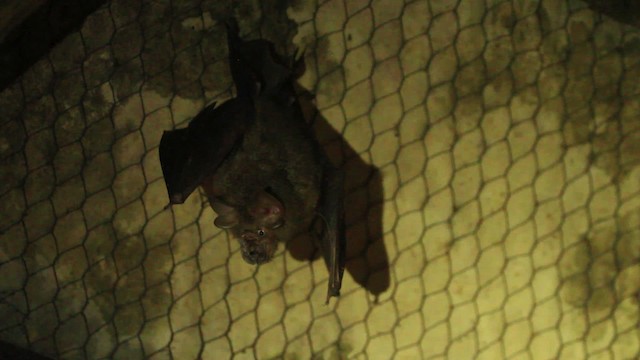 Bats - ML479889