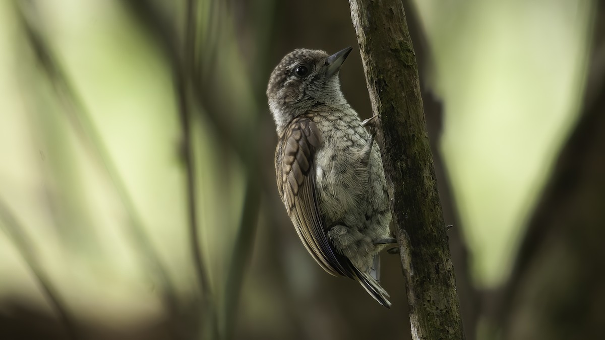 Scaled Piculet (Scaled) - Markus Craig