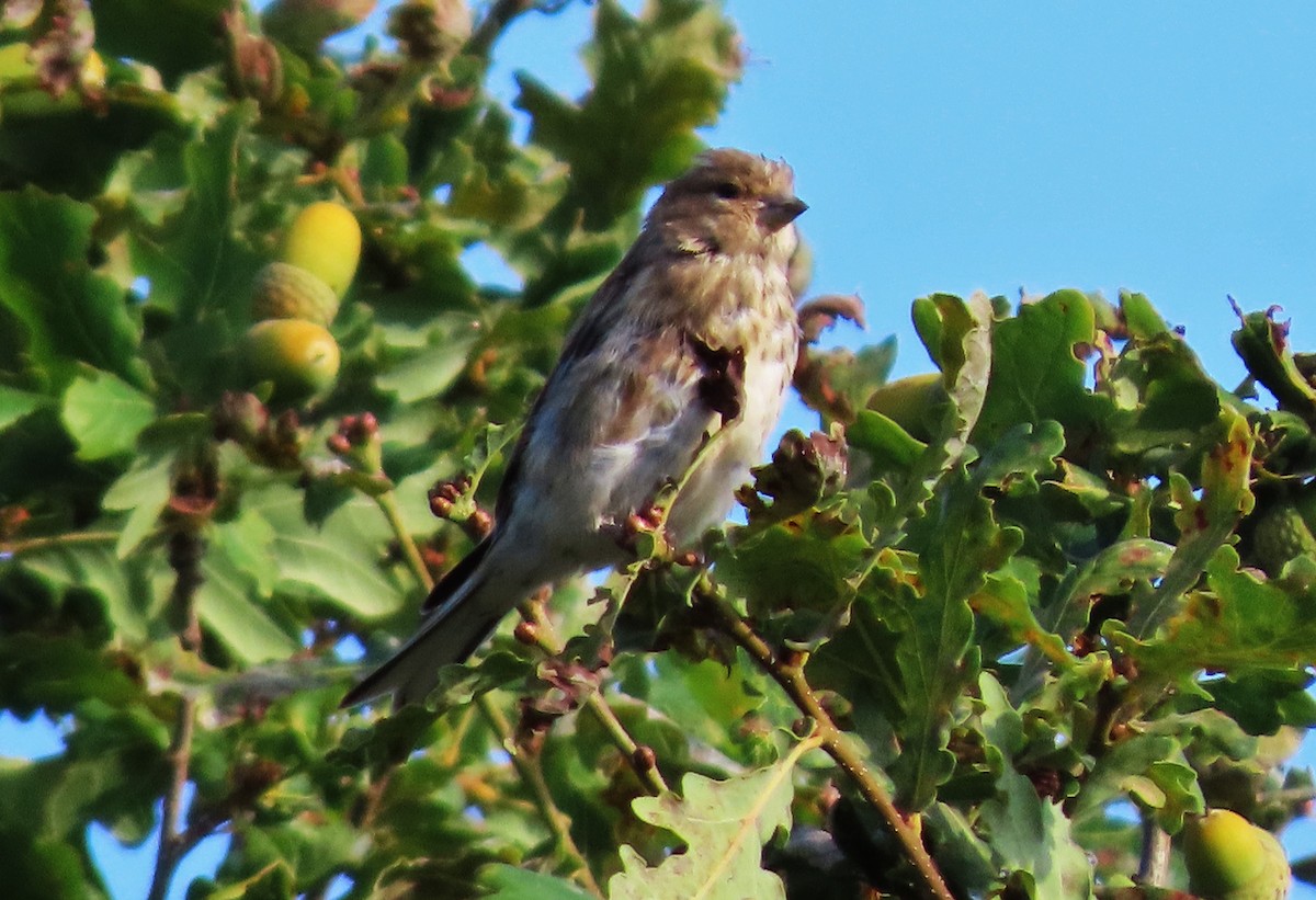 Eurasian Linnet - ML479889941