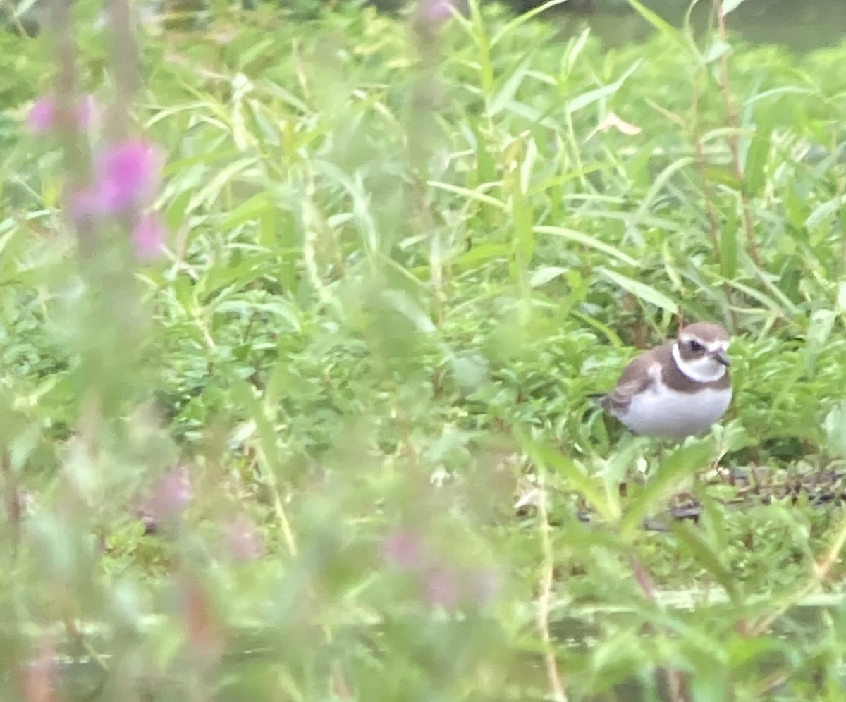 Semipalmated Plover - ML479890071