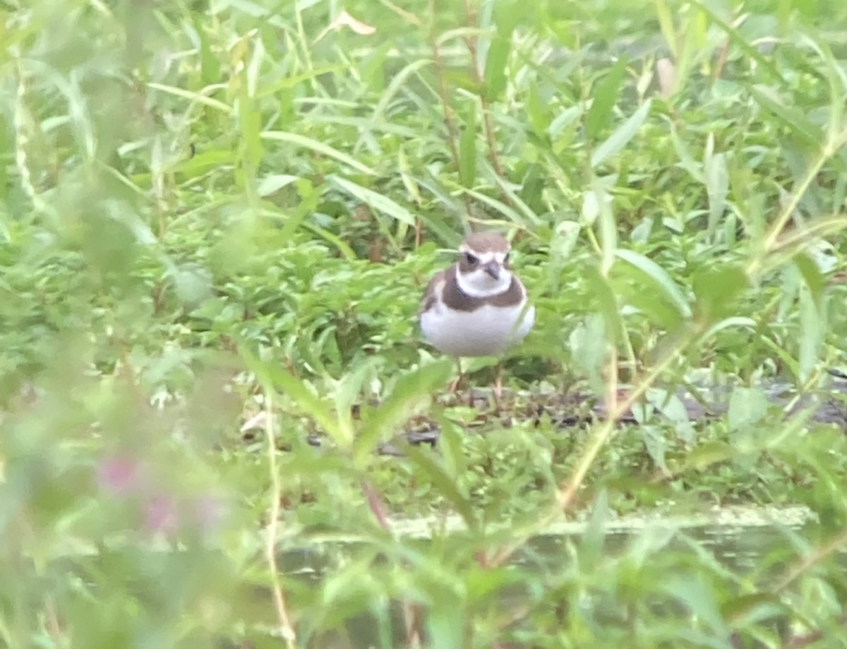 Semipalmated Plover - ML479890091