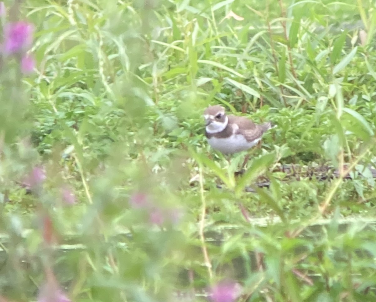 Semipalmated Plover - ML479890101