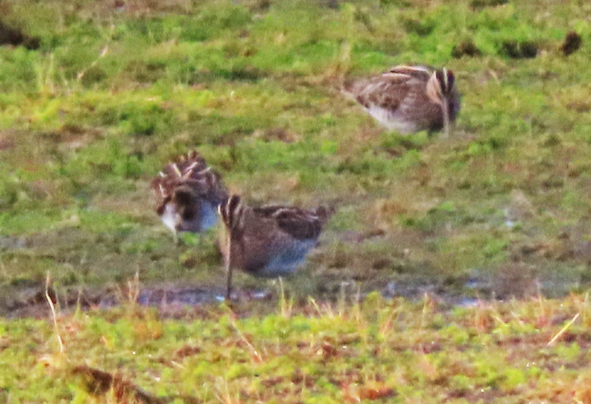 Common Snipe - ML479890111