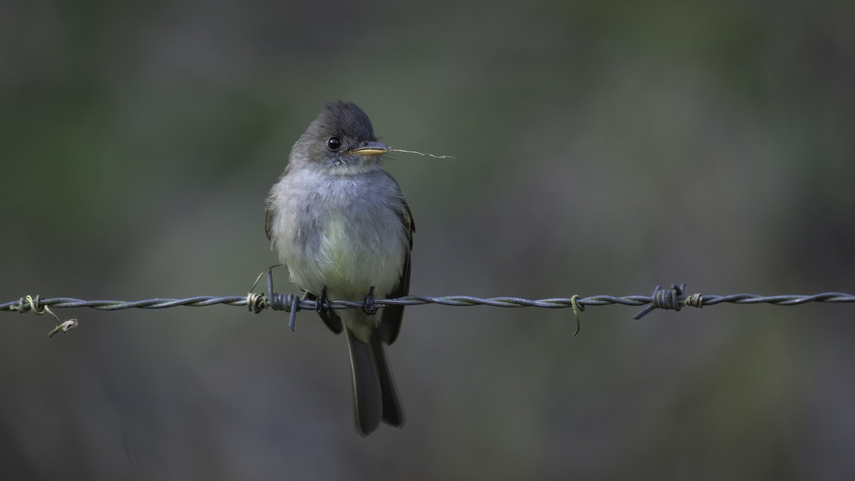 Northern Tropical Pewee - Markus Craig