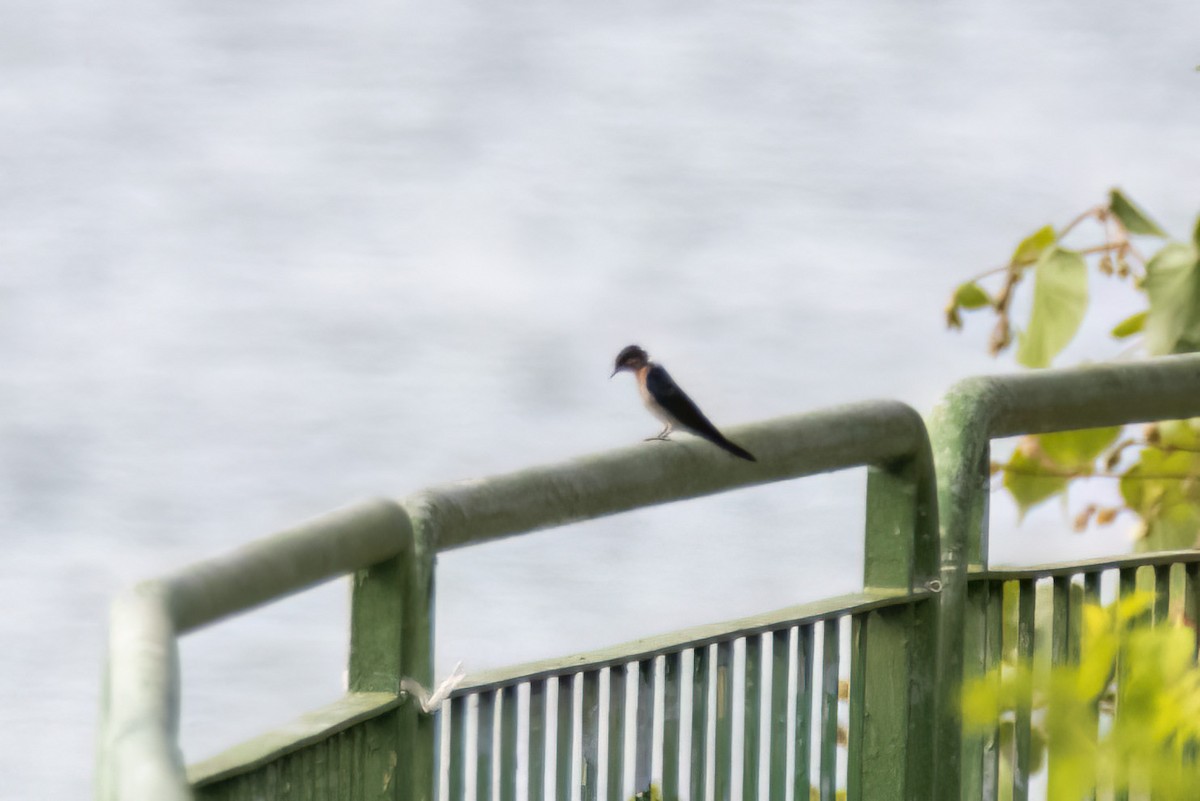 Pacific Swallow - ML479891471