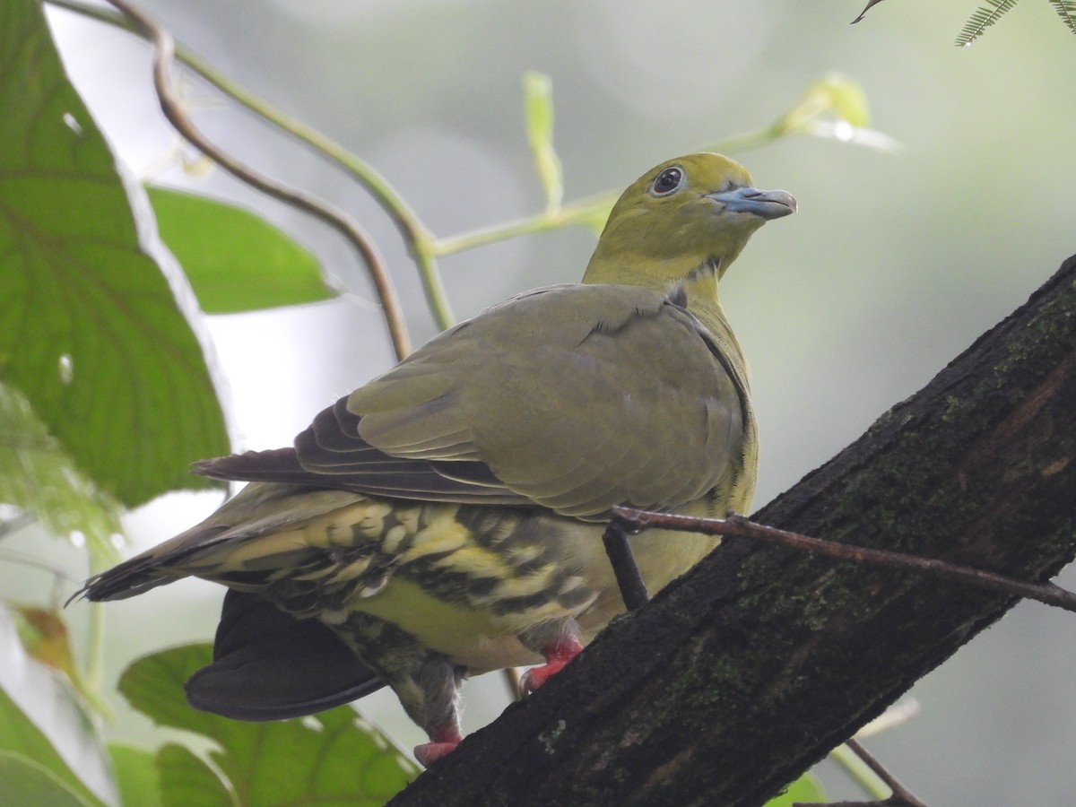 Wedge-tailed Green-Pigeon - ML479891591