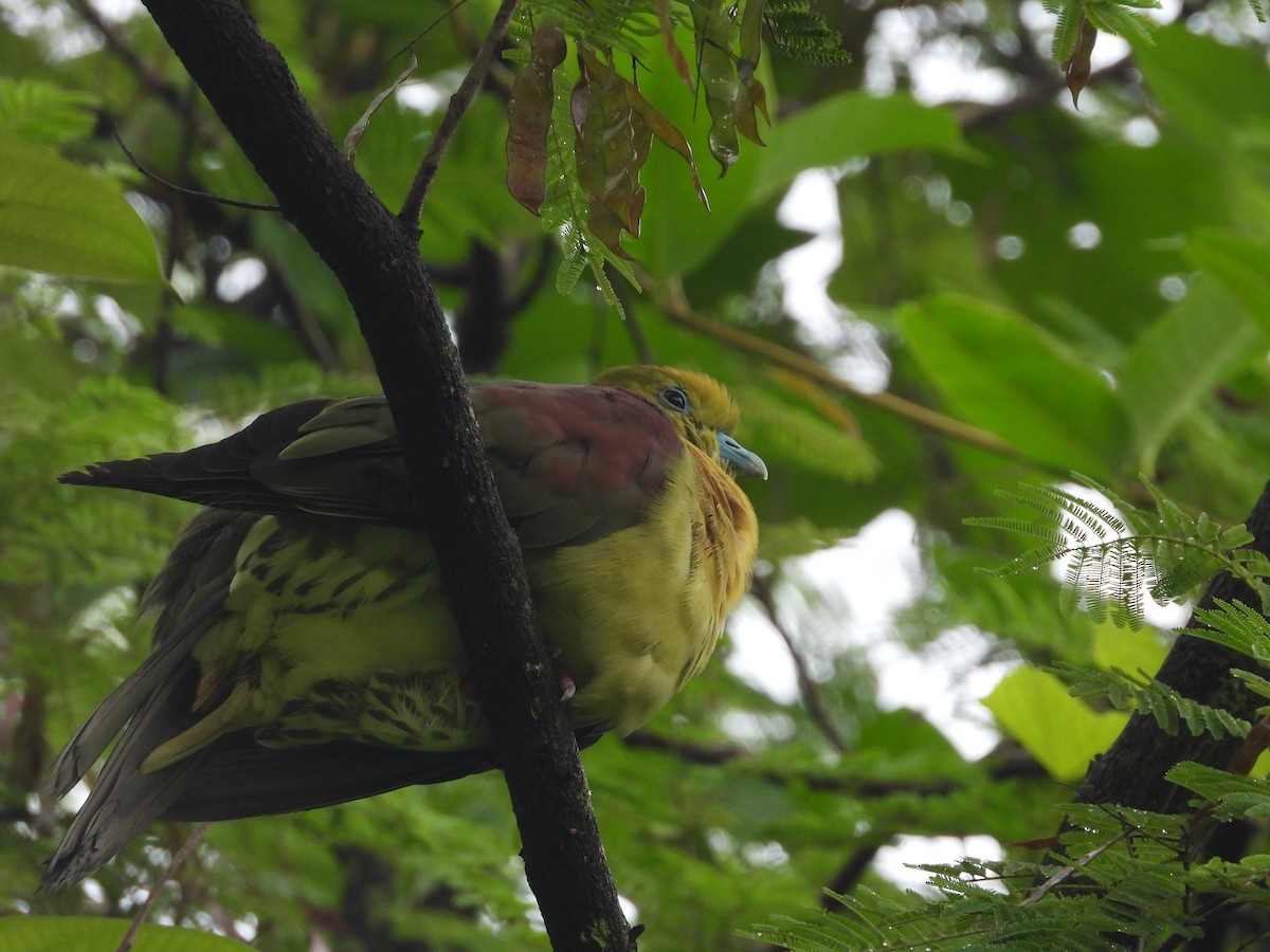 Wedge-tailed Green-Pigeon - ML479891601