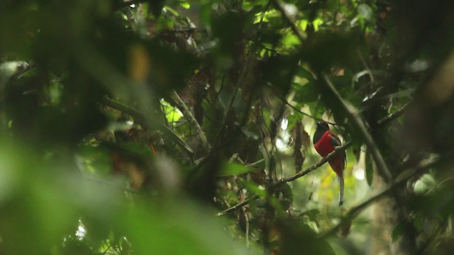 Diard's Trogon - ML479892