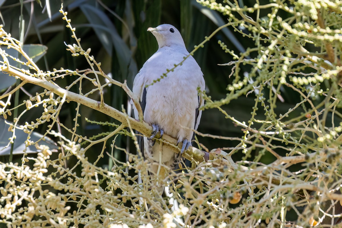 Torresian Imperial-Pigeon - ML479893621