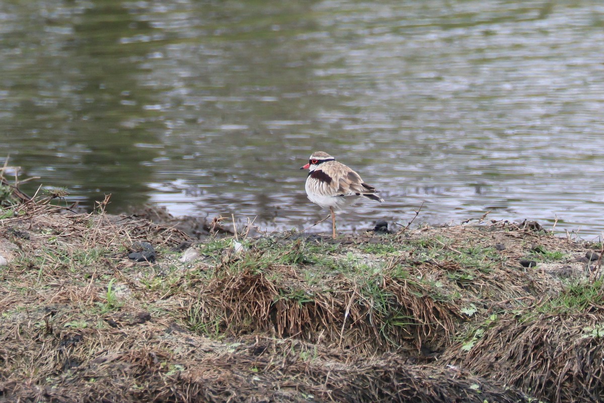 Black-fronted Dotterel - Dennis Devers