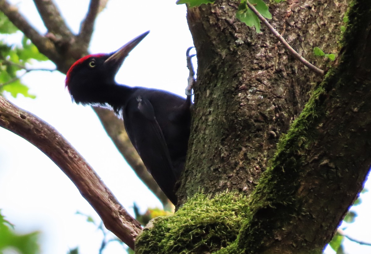 Black Woodpecker - ML479895861