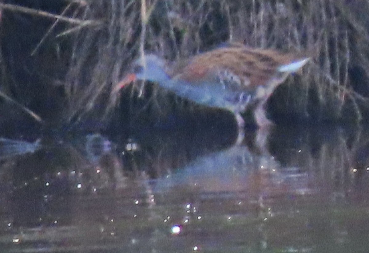 Water Rail - ML479895891