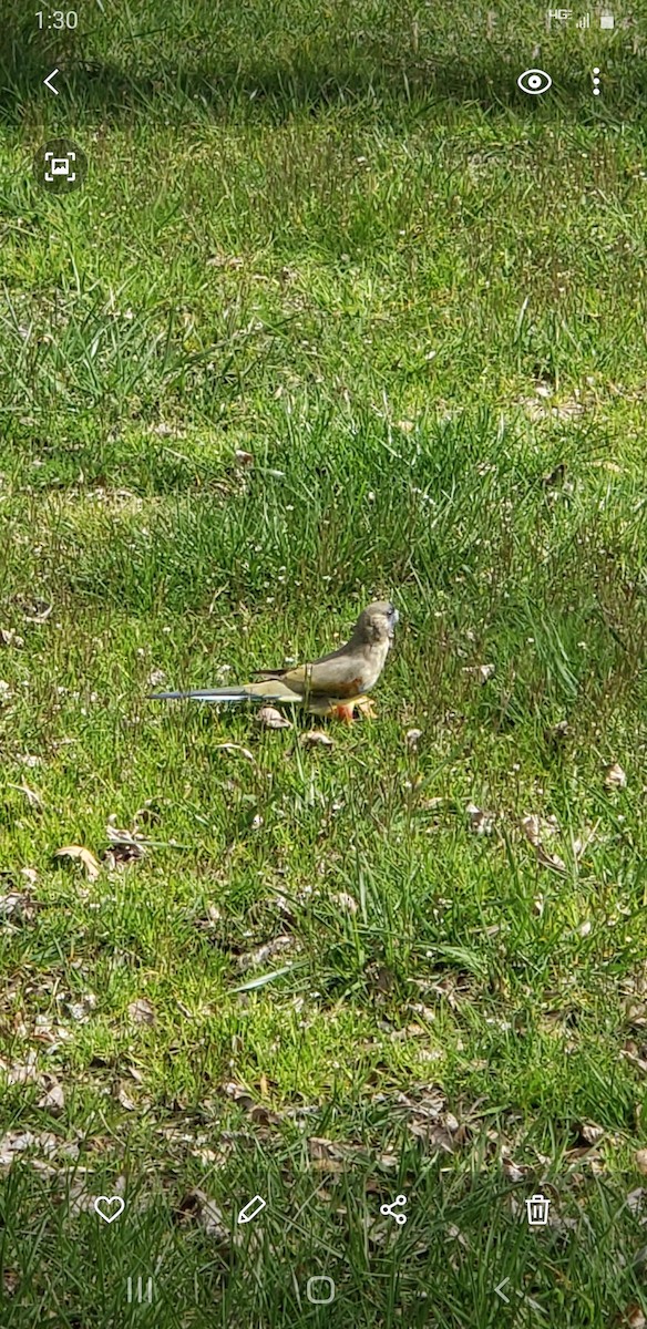 Greater Bluebonnet - ML479895931